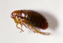 Bed Bug Control and Removal in Langley