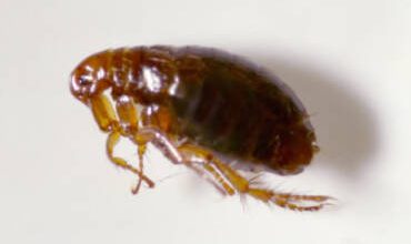 Bed Bug Control and Removal in Langley